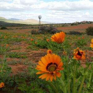 namaqua blommetjies